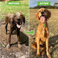 LaraShop™ Dog Spa Jet